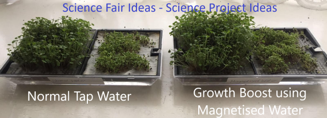 Applications: science fair ideas, science project ideas, science fair projects for high school, plant experiments, how plants grow, easy science fair projects, good science fair projects, science fair experiments, science fair topics, science fair ideas for 8th graders, high school science projects, science fair questions, science fair projects ideas for 8th grade, school project ideas, science fair project ideas, magnetic water treatment, good science fair ideas, science fair projects for high school working model, science expo ideas, plant magnets, science fair model, science fair projects for high school working model, science exhibition ideas, science exhibition project, growing plants with magnets, the effect of magnets on plant growth project, science project magnetic field and plant growth 